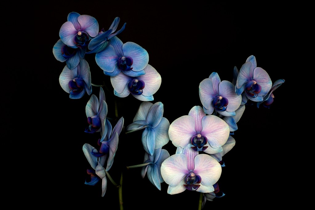 orchideeën orchidee orchideeen hdr bloem Orchidaceae natuur flora bloemen orchis sierbloem sierplant phalaenopsis orchidaceae